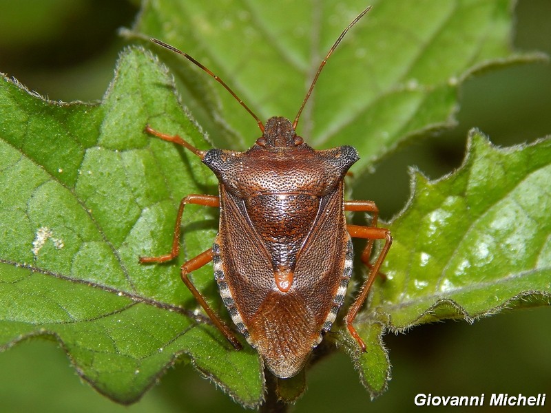 Pentatomidae del Parco del Ticino